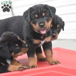 Amaya, Bernese Mountain Dog Mix Puppy